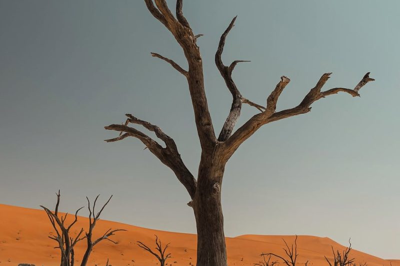 The Dead Forest of Namibia: What 900 Years of Desert Sun Does to a Tree